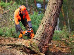 Professional Tree Removal and Landscaping Services in Dixmoor, IL